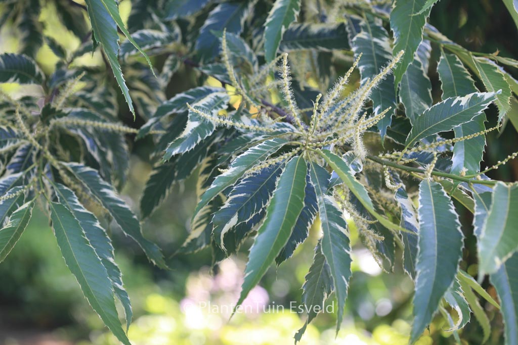 Castanea sativa ‚Variegata‘
