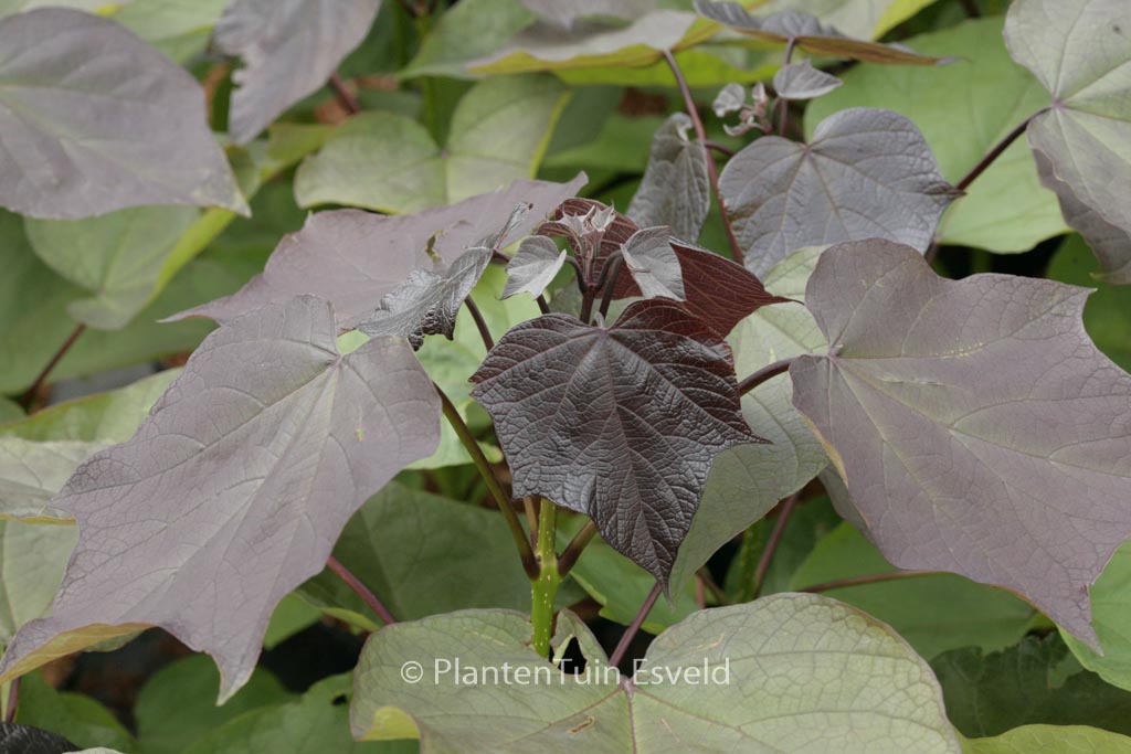 Catalpa erubescens ‚Purpurea‘