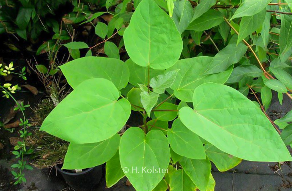 Catalpa szechuanica
