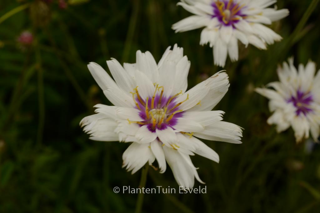 Catananche caerulea ‚Alba‘
