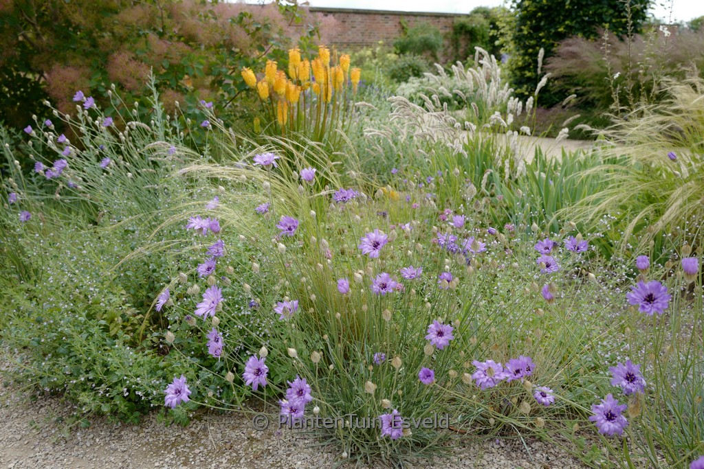 Catananche caerulea ‚Major‘