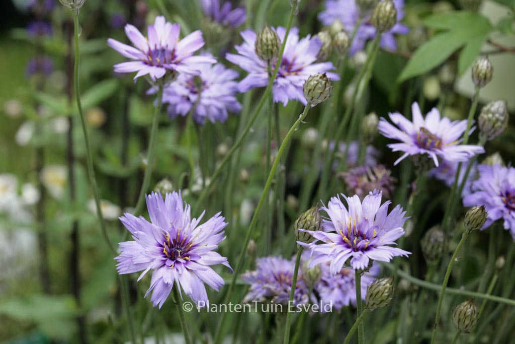 Catananche caerulea