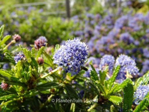 Ceanothus ‚Blue Diamond‘