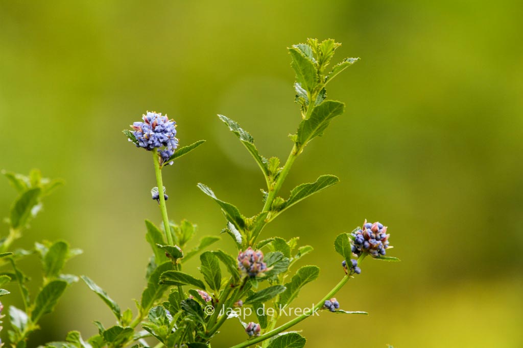 Ceanothus ‚Blue Mound‘