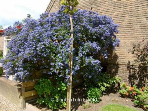 Ceanothus ‚Concha‘