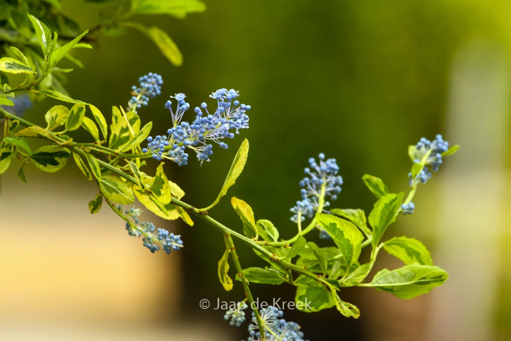 Ceanothus ‚Perado‘ (EL DORADO)