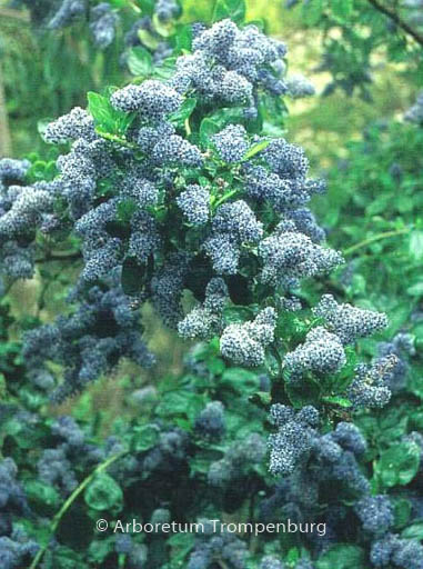 Ceanothus arboreus ‚Trewithen Blue‘