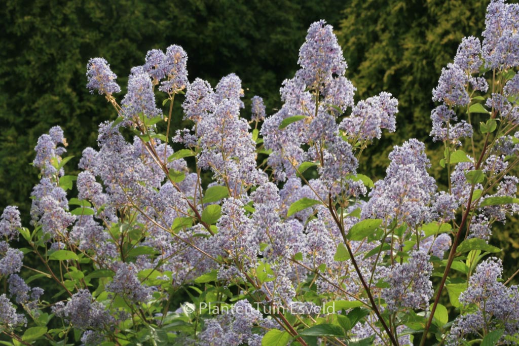 Ceanothus delilianus ‚Gloire de Versailles‘