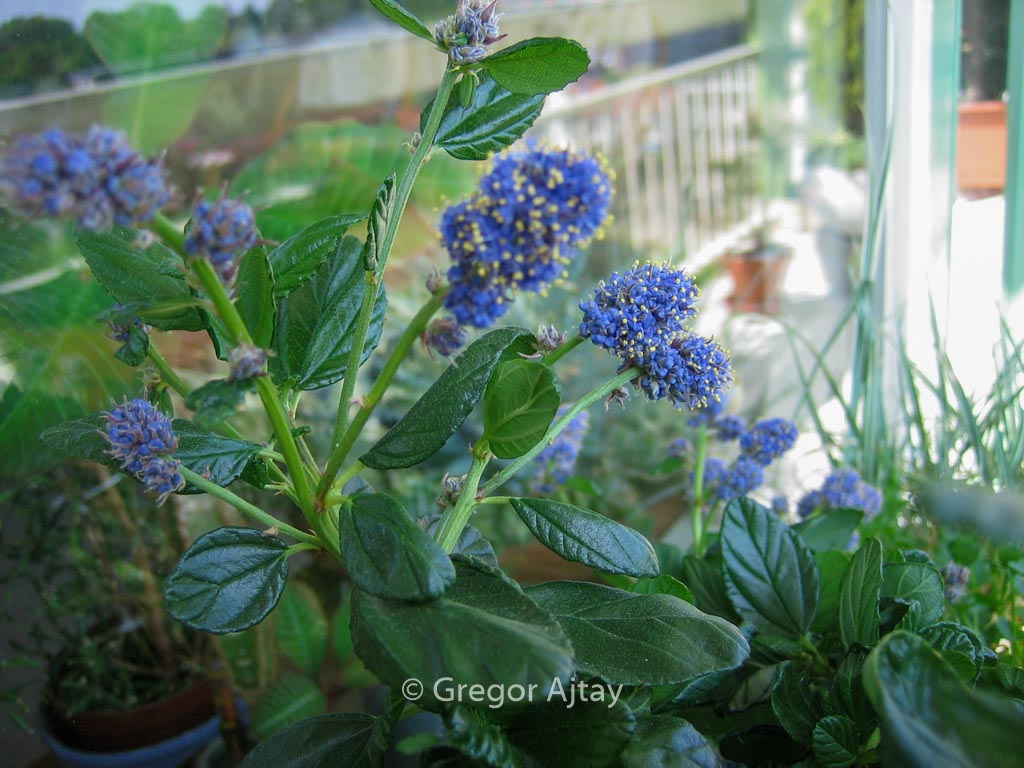 Ceanothus griseus ‚Yankee Point‘