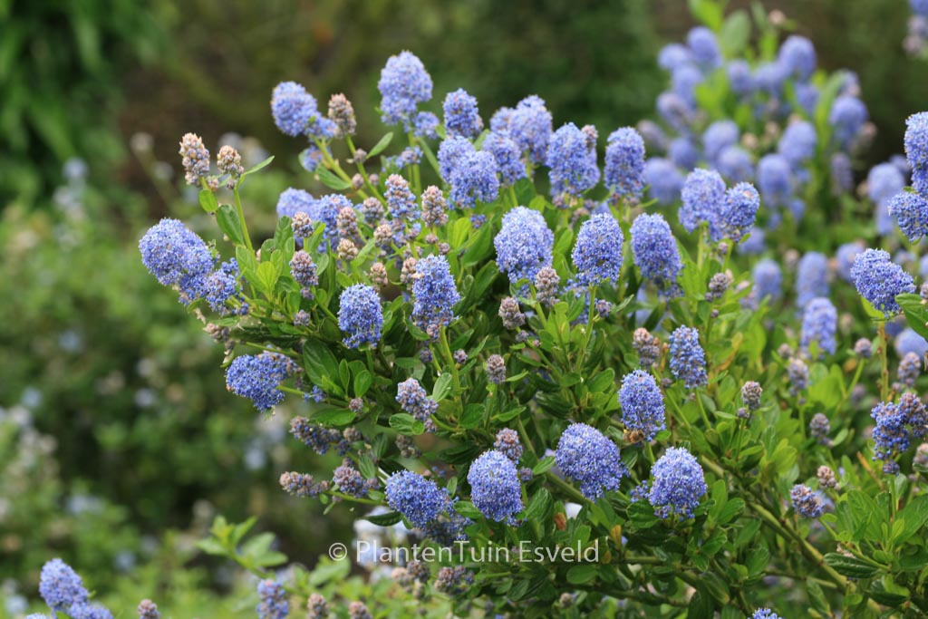 Ceanothus impressus ‚Victoria‘
