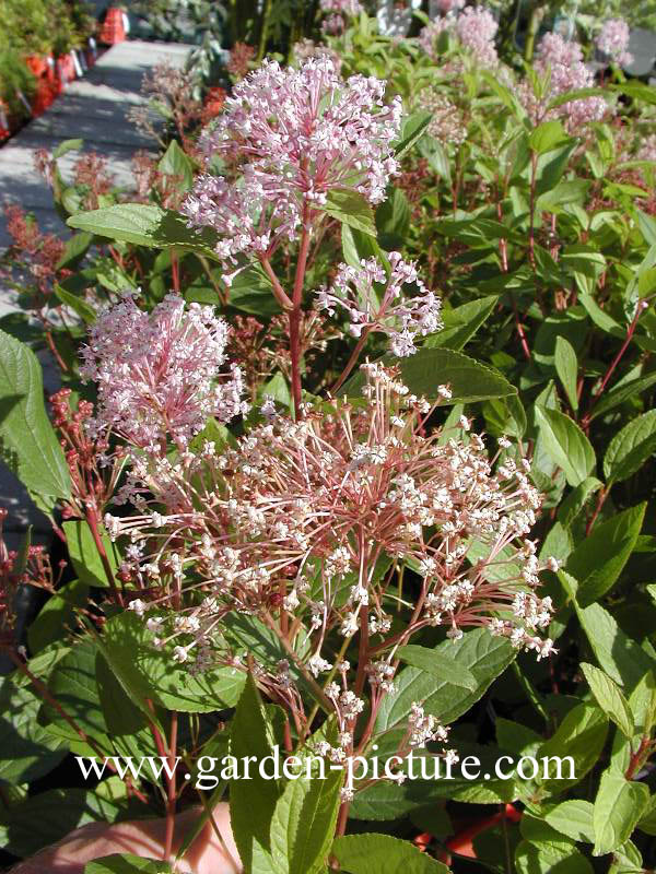 Ceanothus pallidus ‚Marie Simon‘