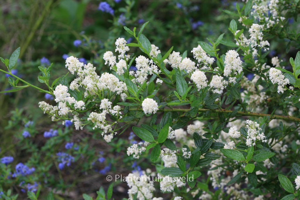 Ceanothus thyrsiflorus ‚Millerton Point‘