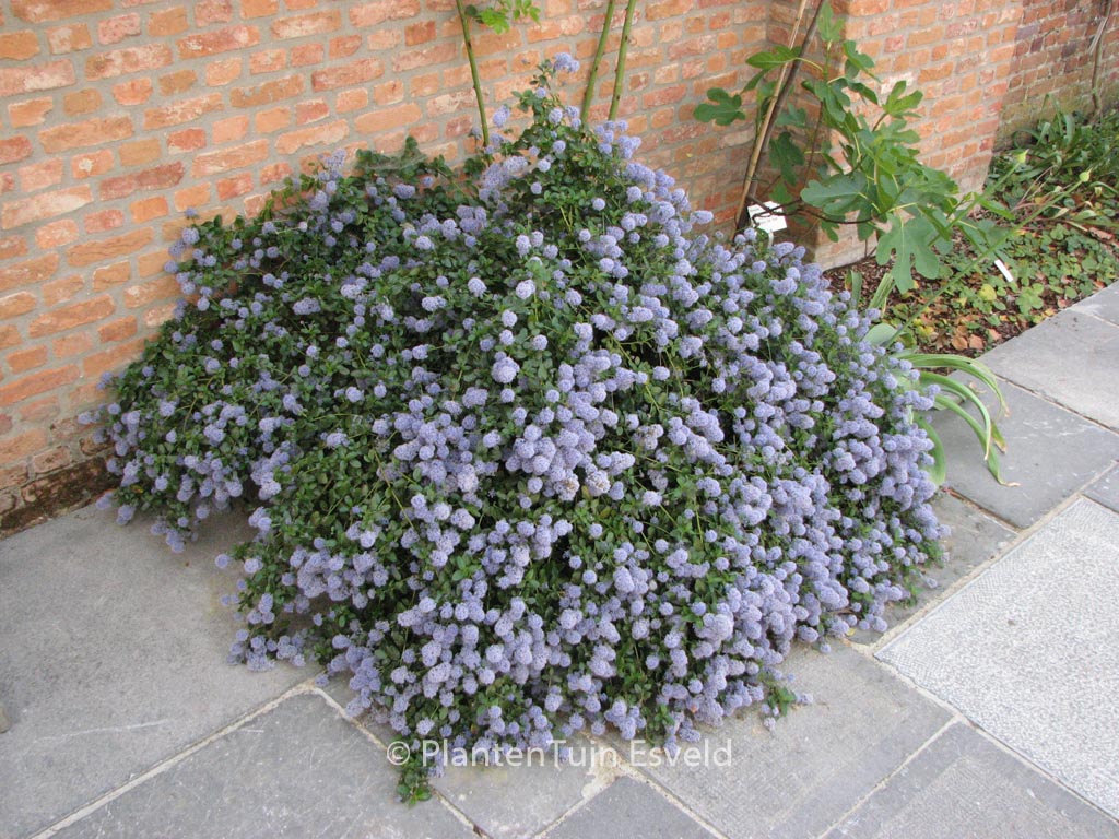 Ceanothus thyrsiflorus repens