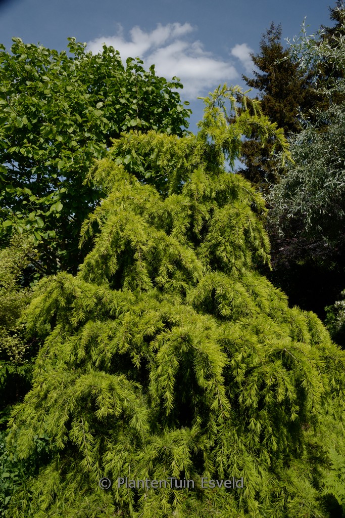 Cedrus deodara ‚Aurea‘