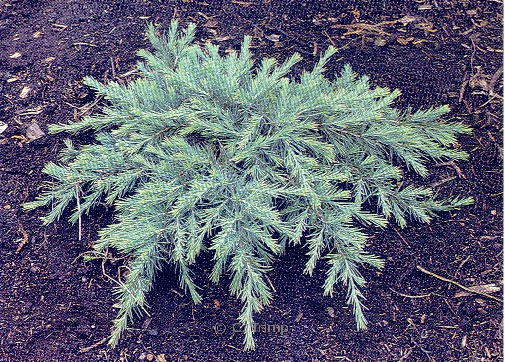 Cedrus deodara ‚Feelin‘ Blue‘