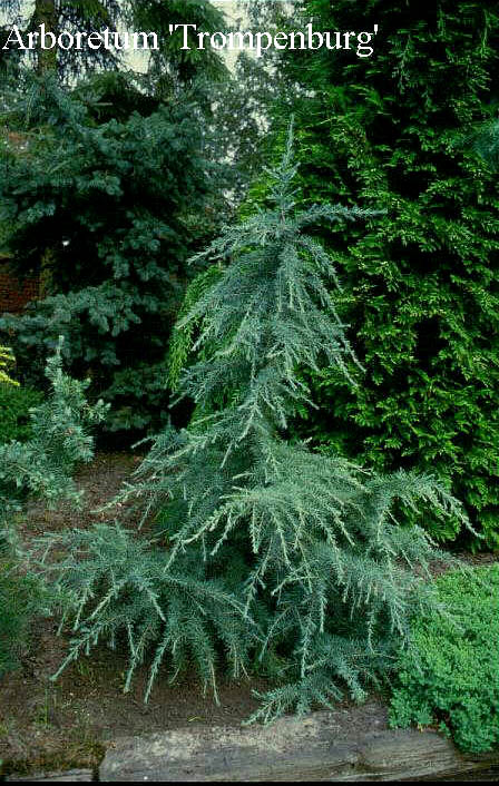 Cedrus deodara ‚Karl Fuchs‘