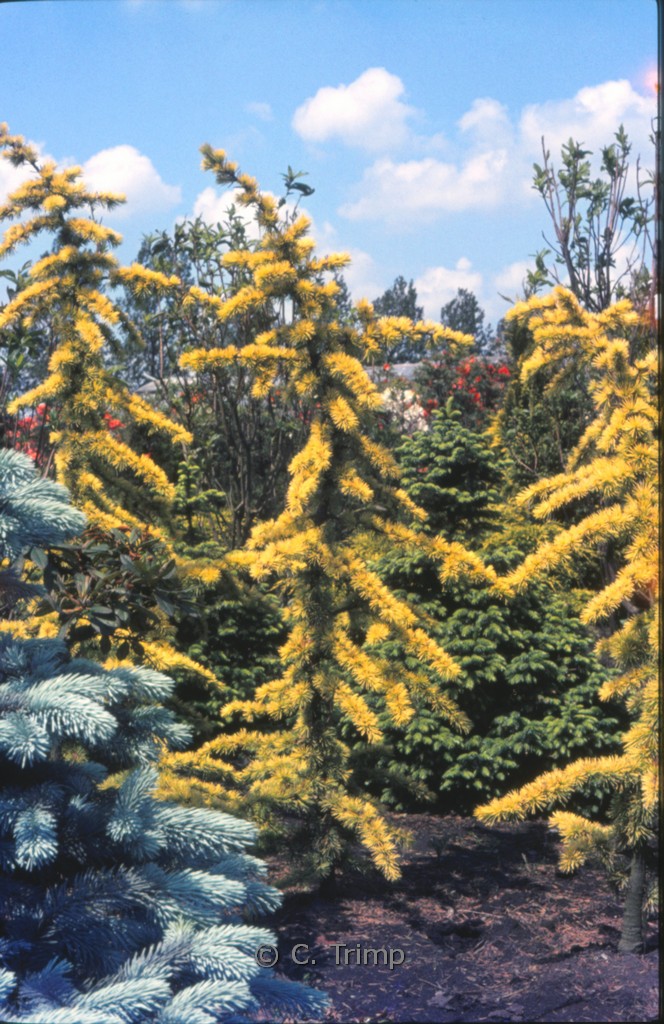 Cedrus libani ‚Atlantica Aurea‘
