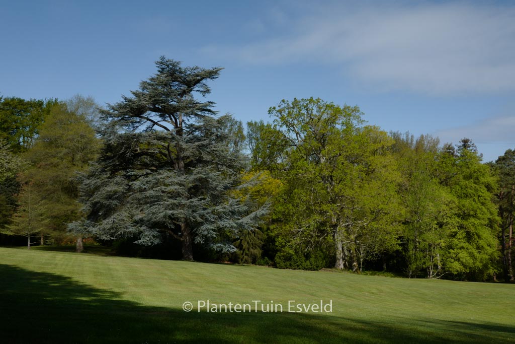 Cedrus libani ‚Glauca Group‘