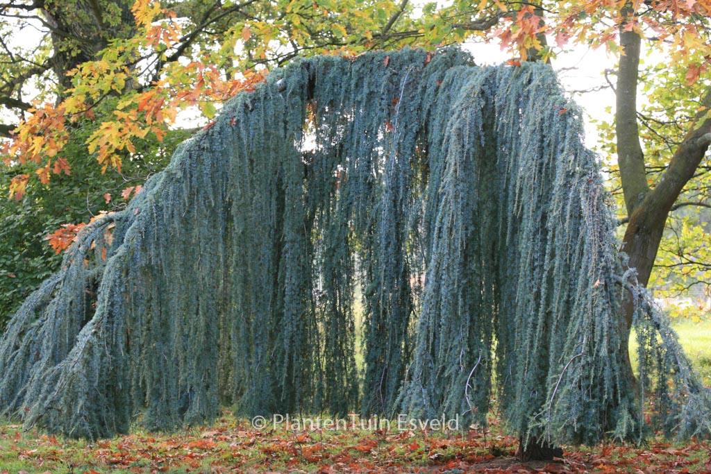 Cedrus libani ‚Glauca Pendula‘