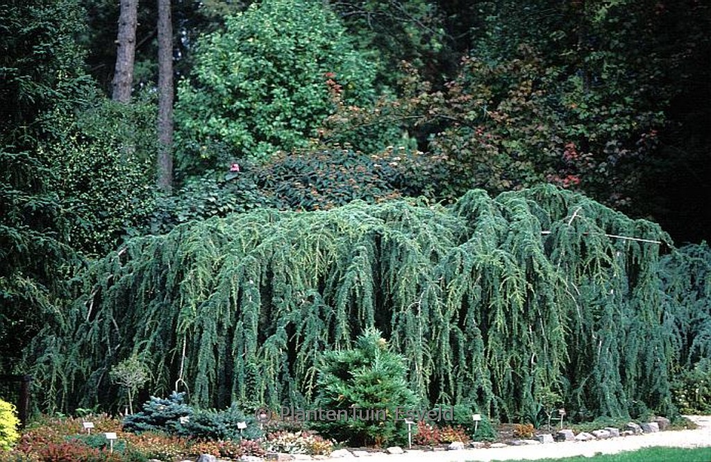 Cedrus libani ‚Pendula‘