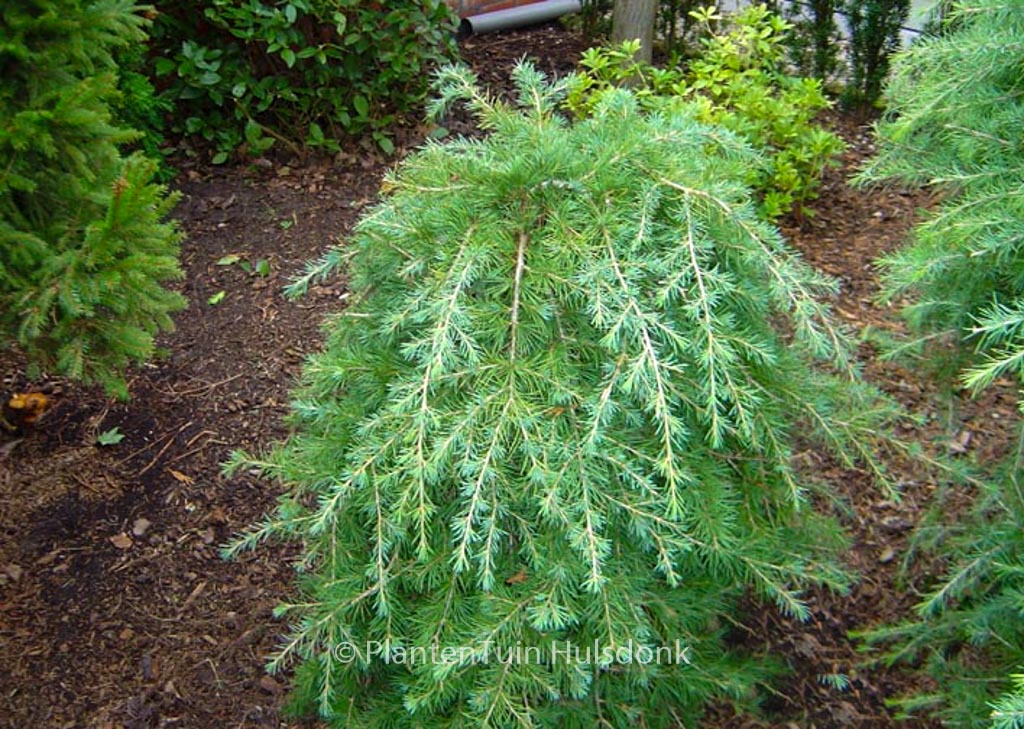 Cedrus libani ‚Sargentii‘