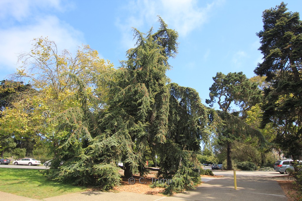 Cedrus libani brevifolia