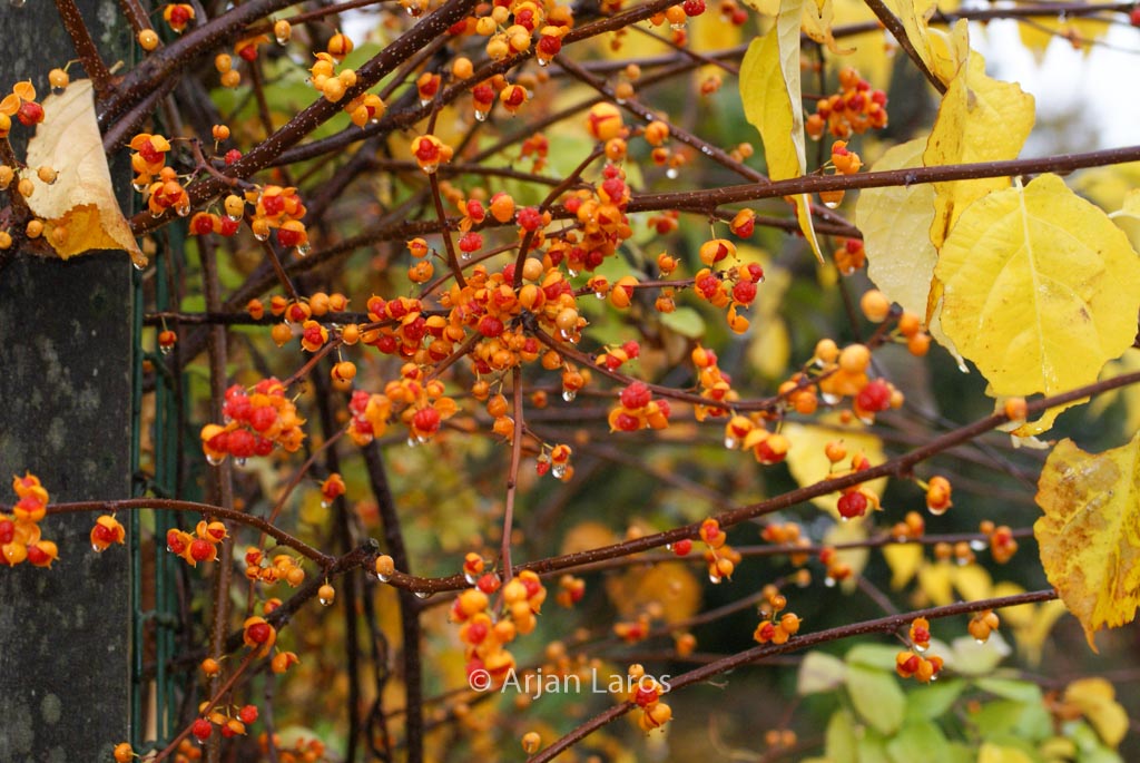 Celastrus orbiculatus ‚Diana‘