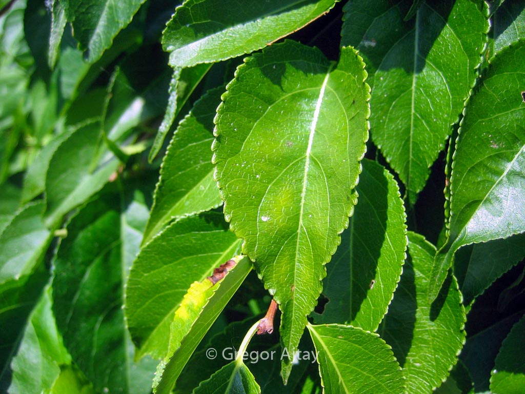 Celastrus orbiculatus ‚Hercules‘