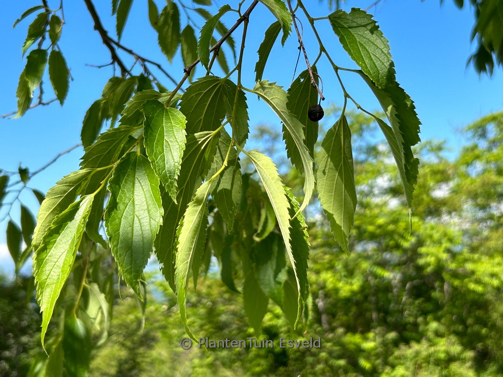 Celtis australis