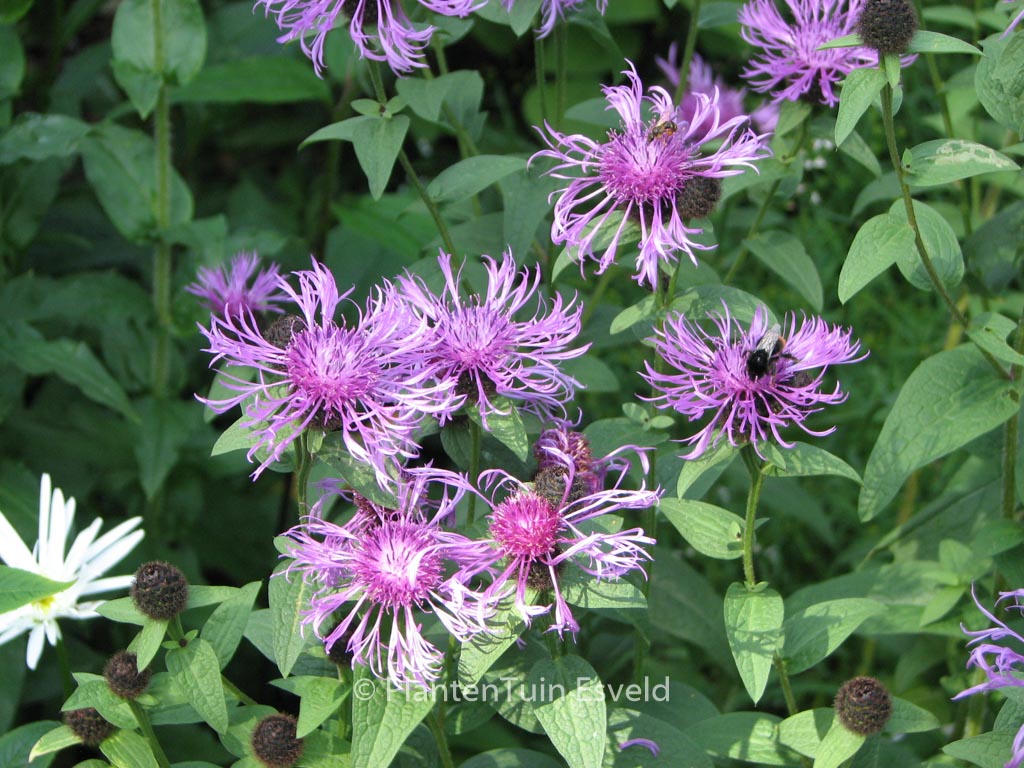 Centaurea ‚Cara Mia‘