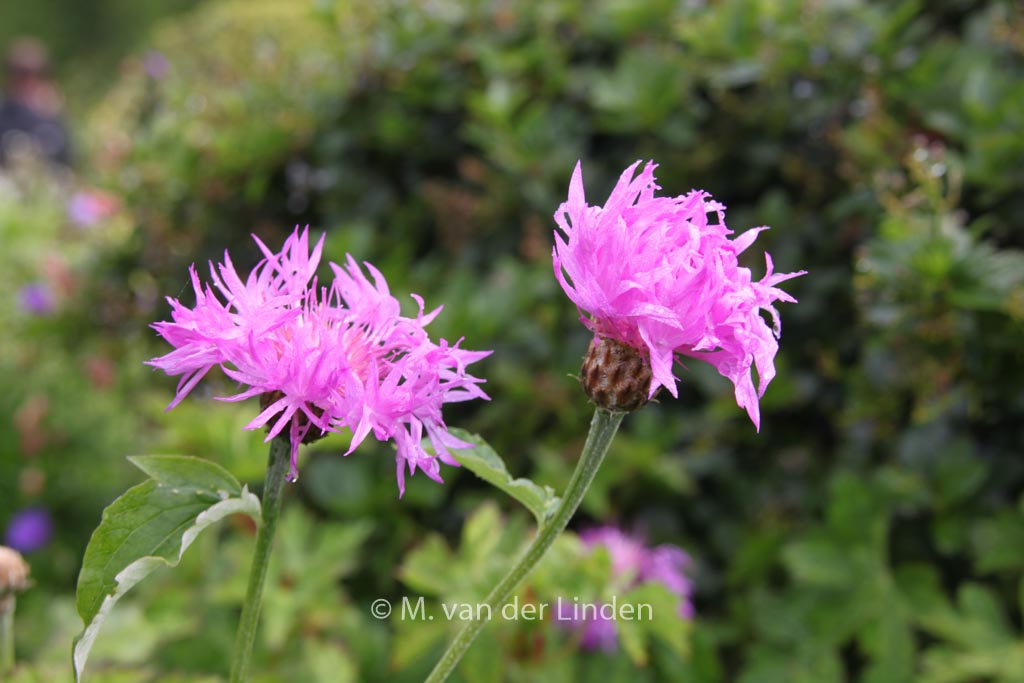 Centaurea dealbata ‚Steenbergii‘