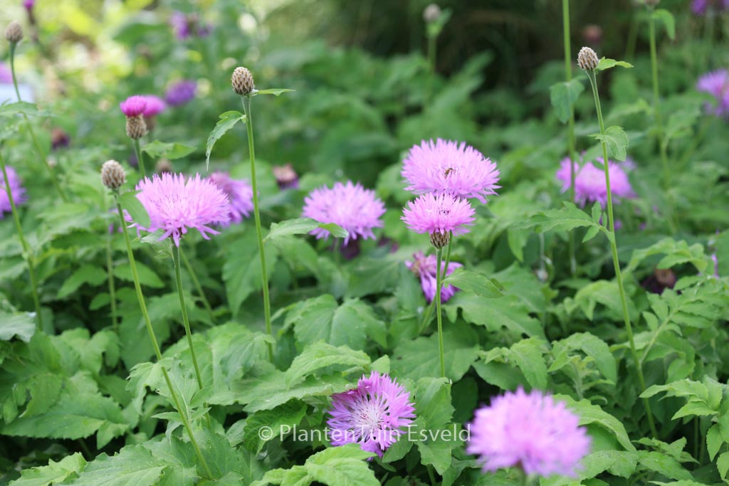 Centaurea hypoleuca ‚John Coutts‘