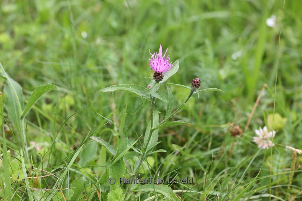 Centaurea jacea