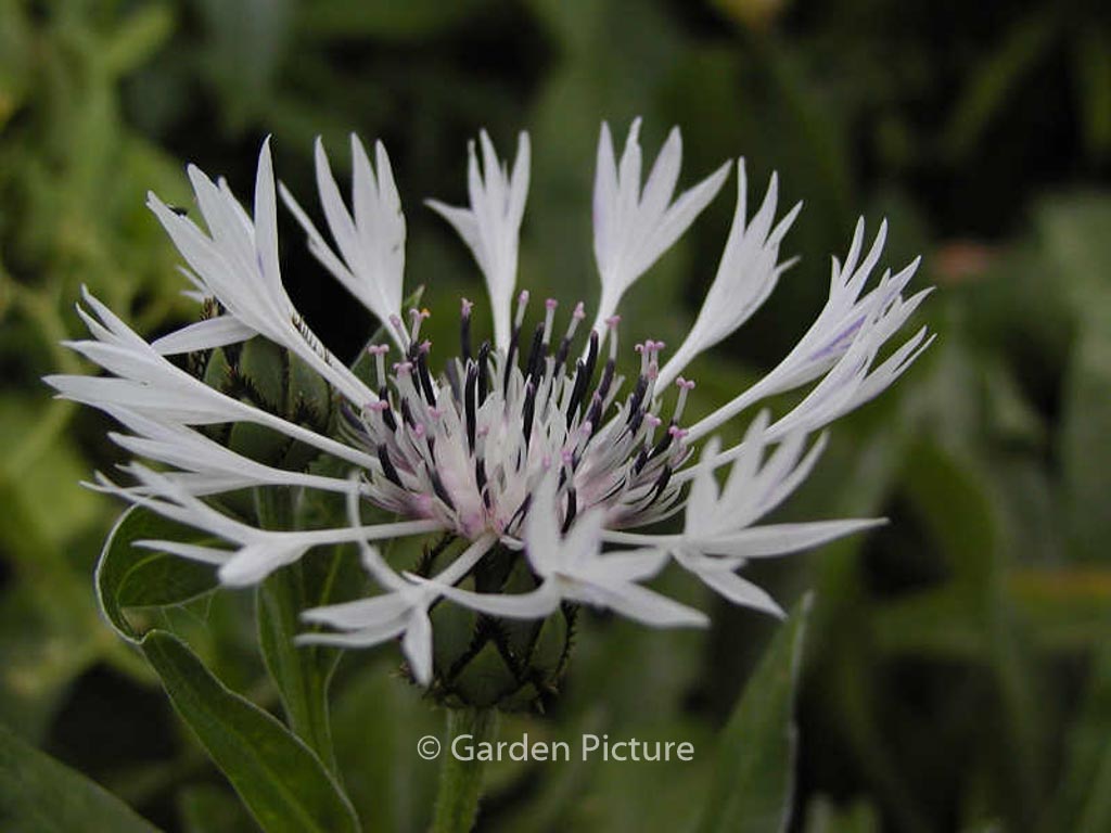 Centaurea montana ‚Alba‘