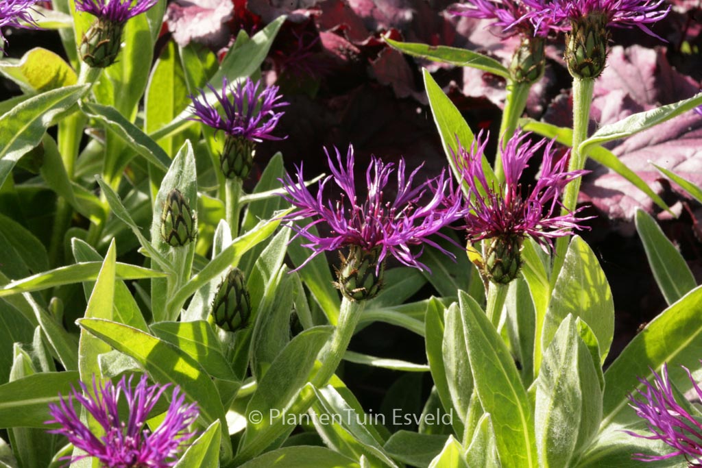 Centaurea montana ‚Amethyst Dream‘