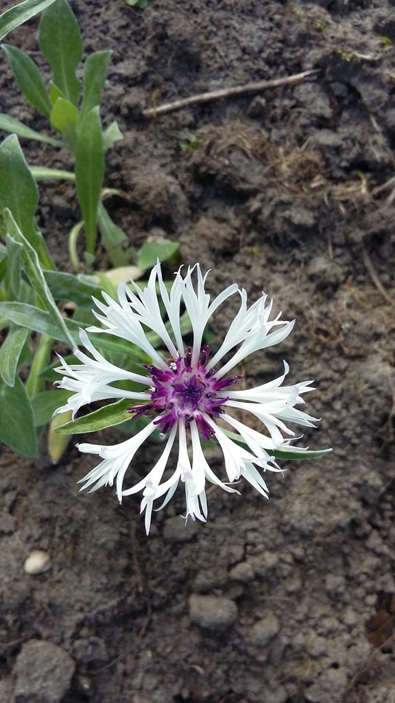 Centaurea montana ‚Amethyst in Snow‘