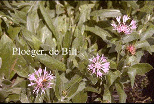 Centaurea montana ‚Carnea‘