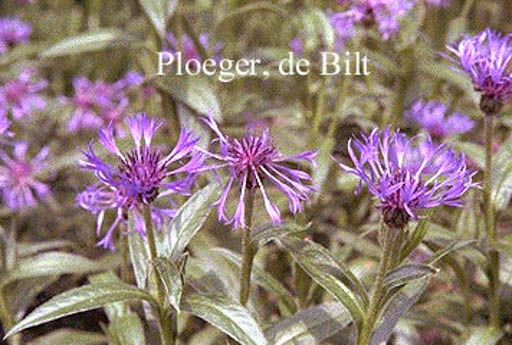 Centaurea montana ‚Coerulea‘