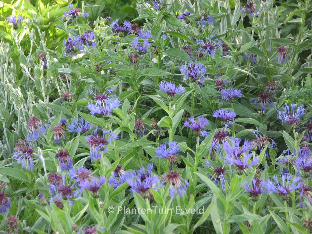 Centaurea montana ‚Grandiflora‘