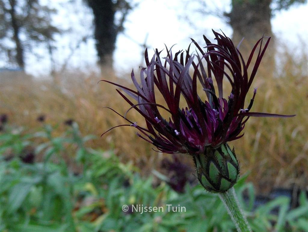 Centaurea montana ‚Jordy‘