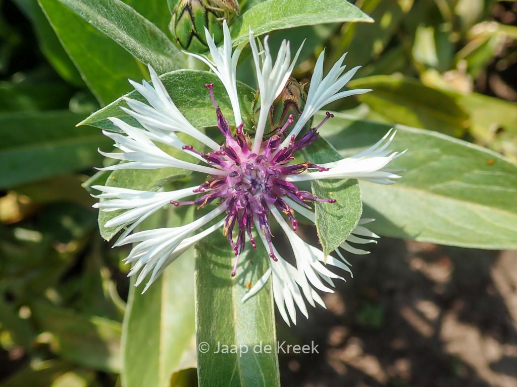 Centaurea montana ‚Purple Heart‘