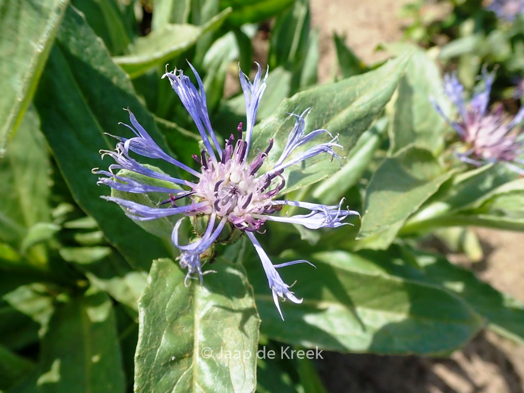 Centaurea montana ‚Sky Jep‘