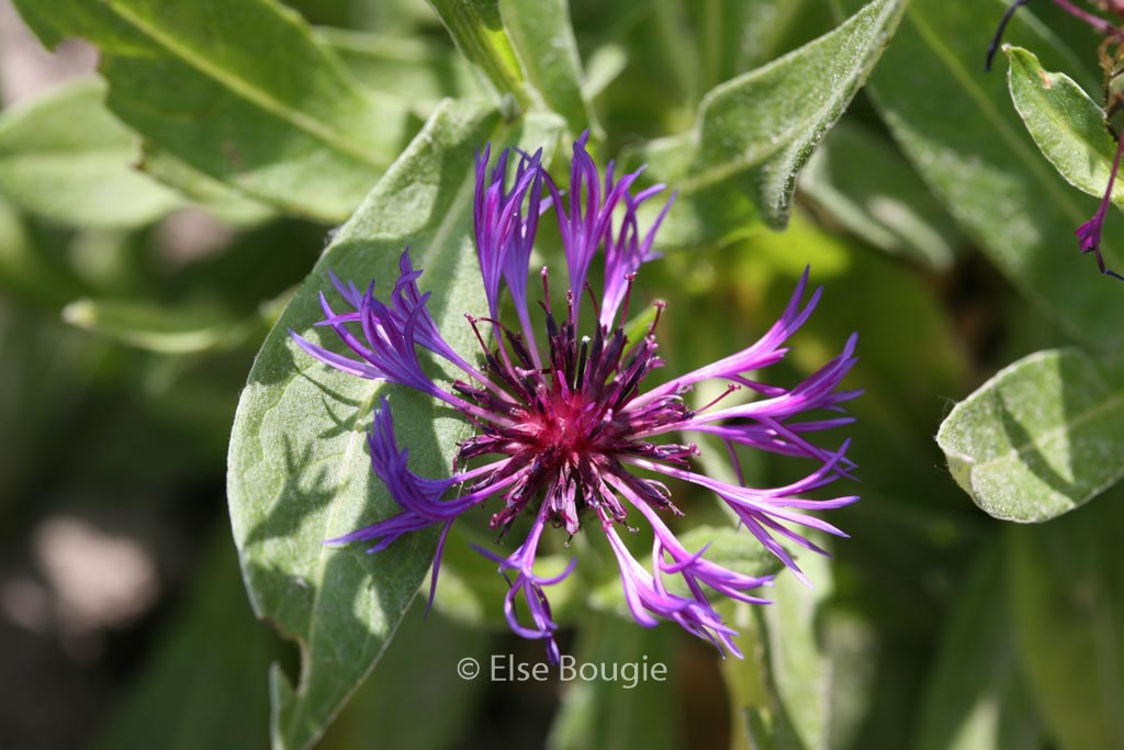 Centaurea montana ‚Violetta‘