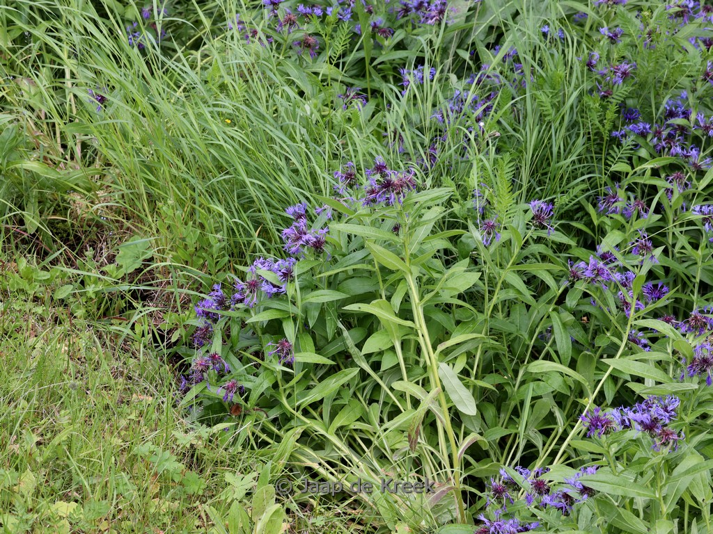 Centaurea montana