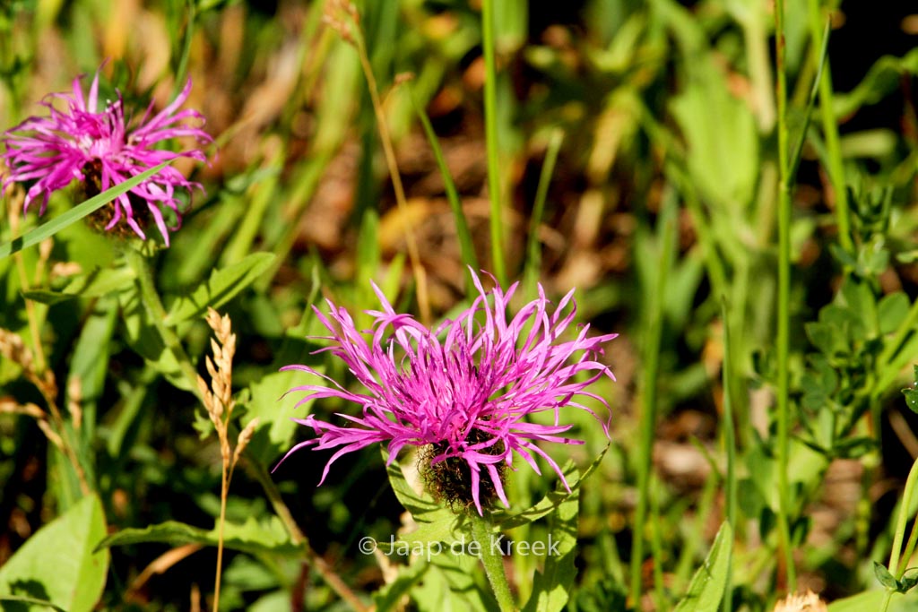 Centaurea phrygia