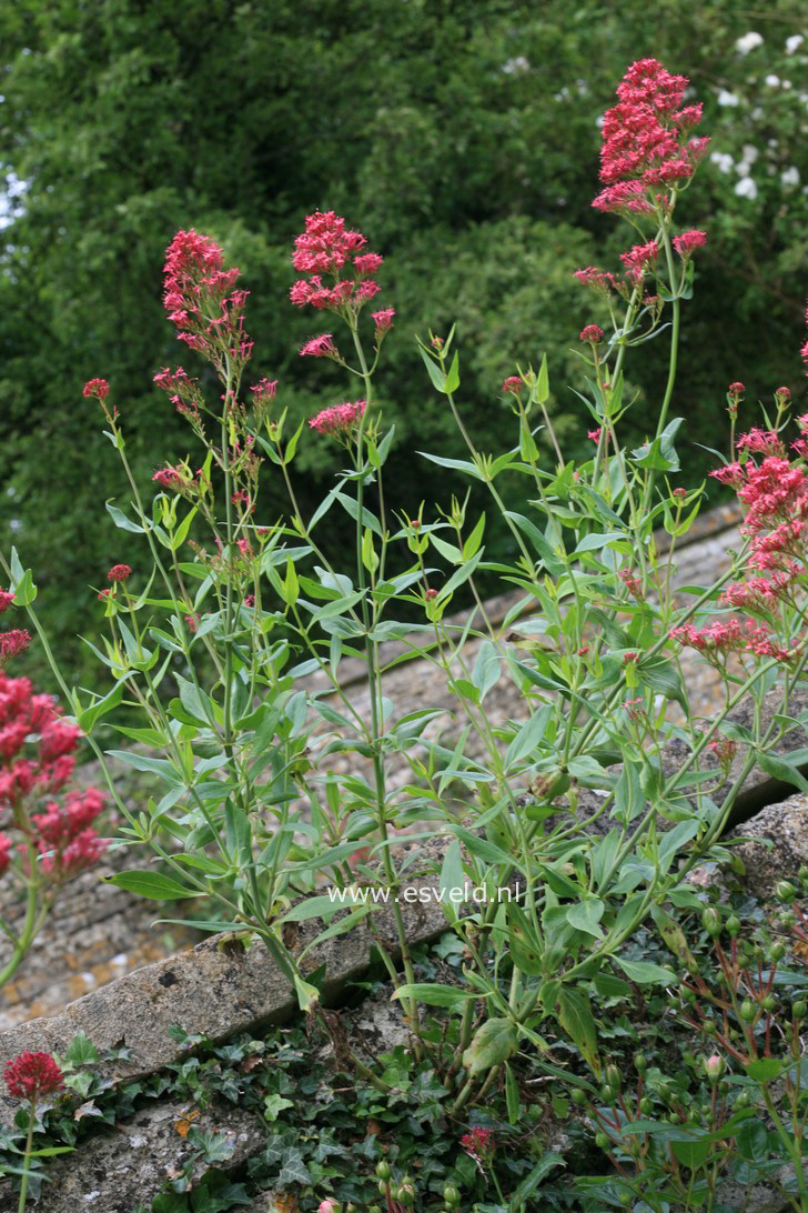 Centranthus ruber ‚Coccineus‘