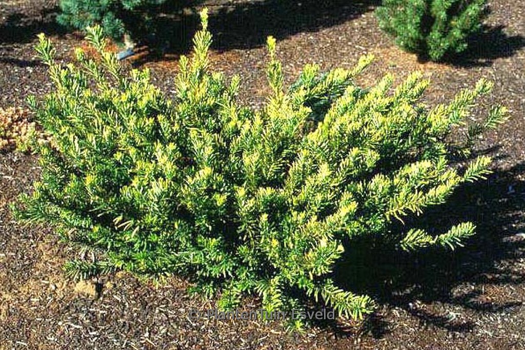 Cephalotaxus harringtonia ‚Duke Garden‘