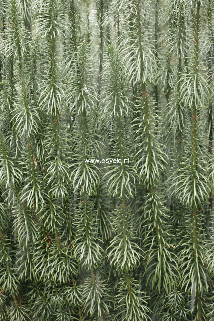 Cephalotaxus harringtonia ‚Fastigiata‘