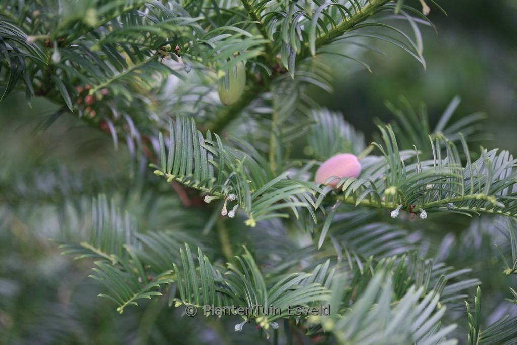 Cephalotaxus harringtonia ‚Gimborn’s Pillow‘