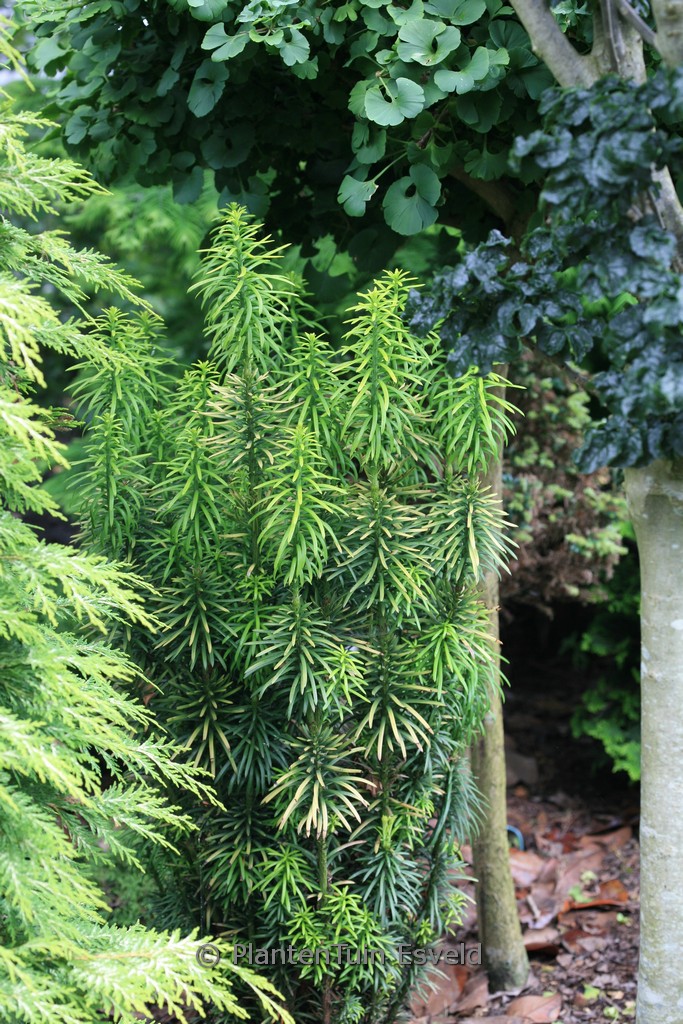 Cephalotaxus harringtonia ‚Korean Gold‘